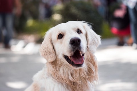Stock golden retriever, used as a veterinary website design concept reference